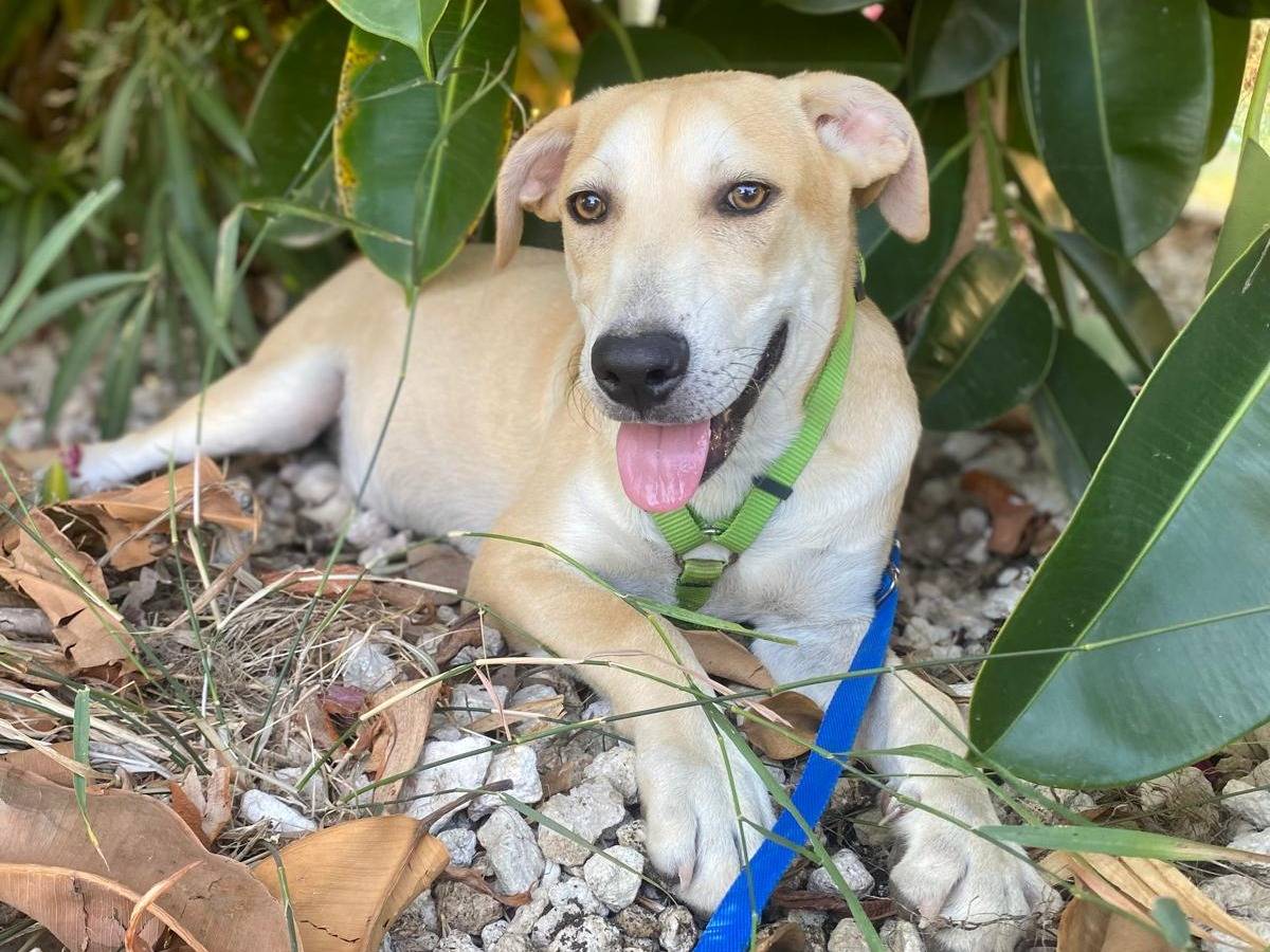 Adotta un cane, taglia media, maschio, Milano