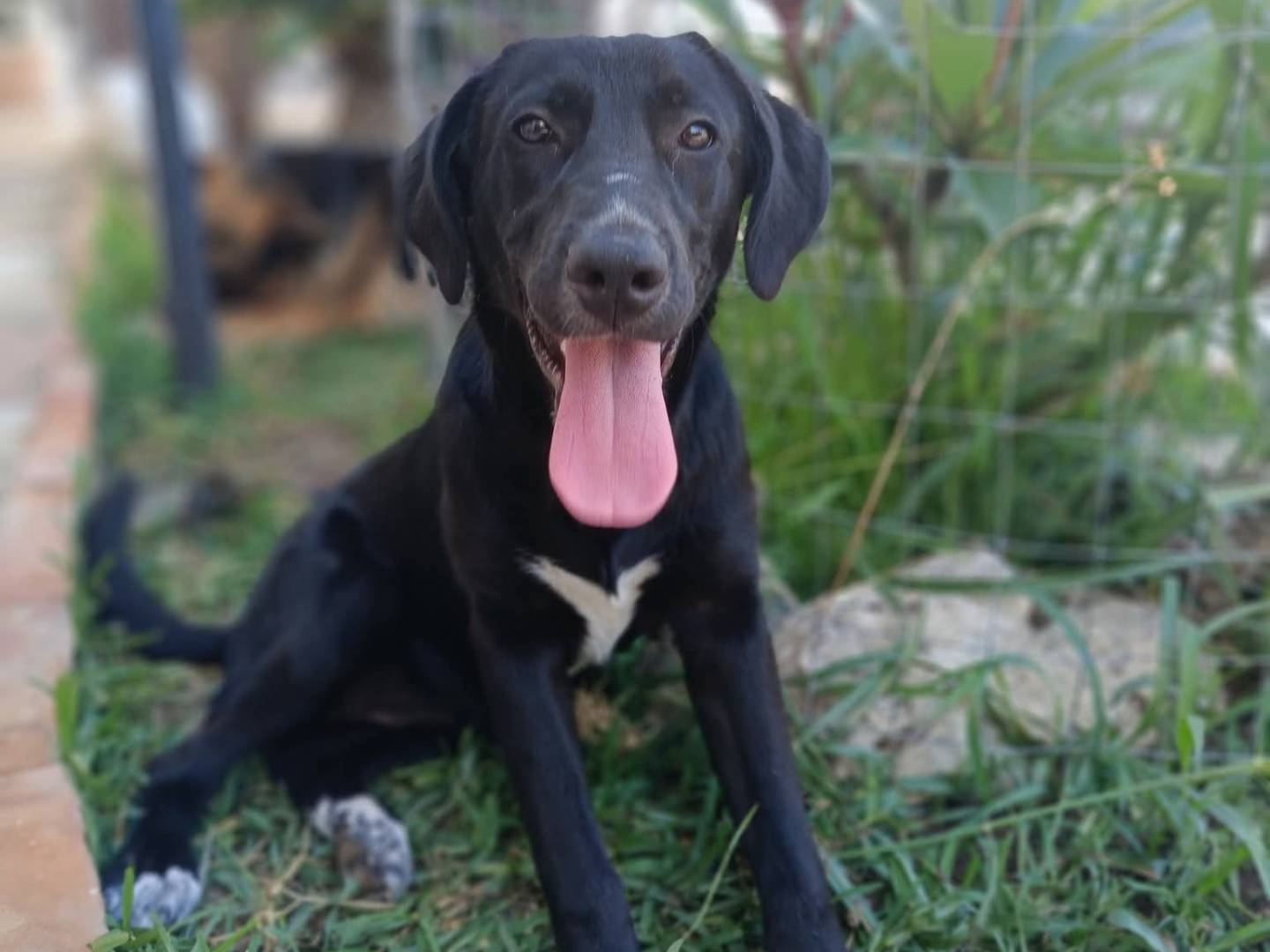 Adozione cane, femmina, Razza sconosciuta Razza sconosciuta, 5 mesi, taglia media, Milano
