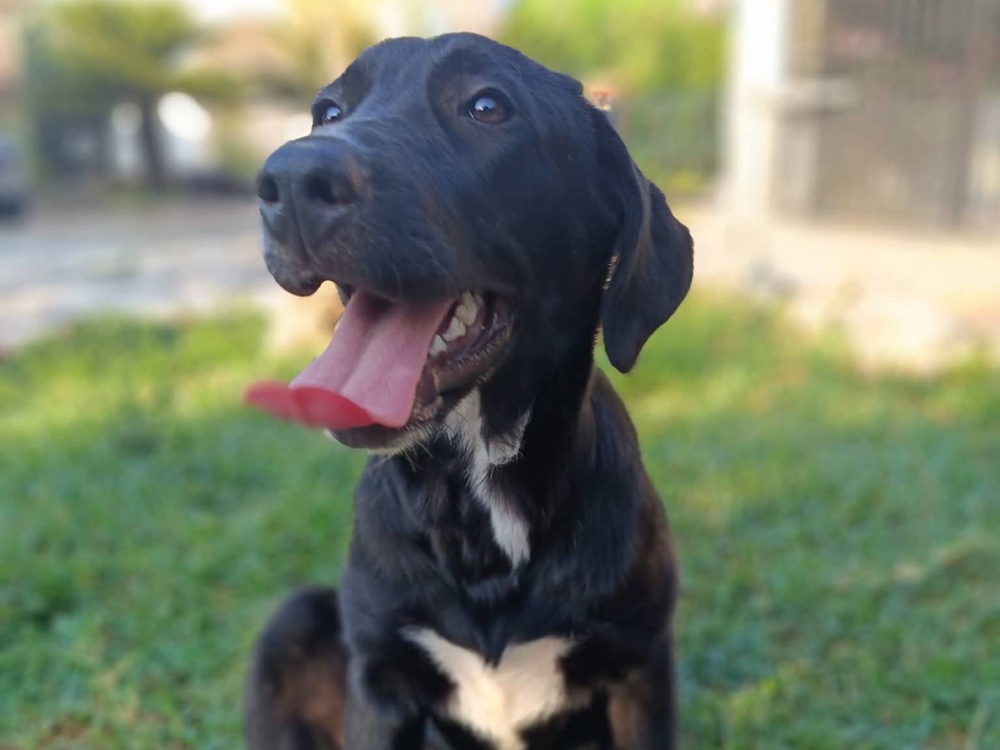Adotta un cane, femmina, 5 mesi, Milano