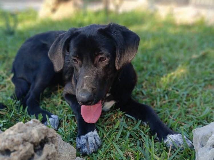Adotta un cane, taglia media, femmina, Milano