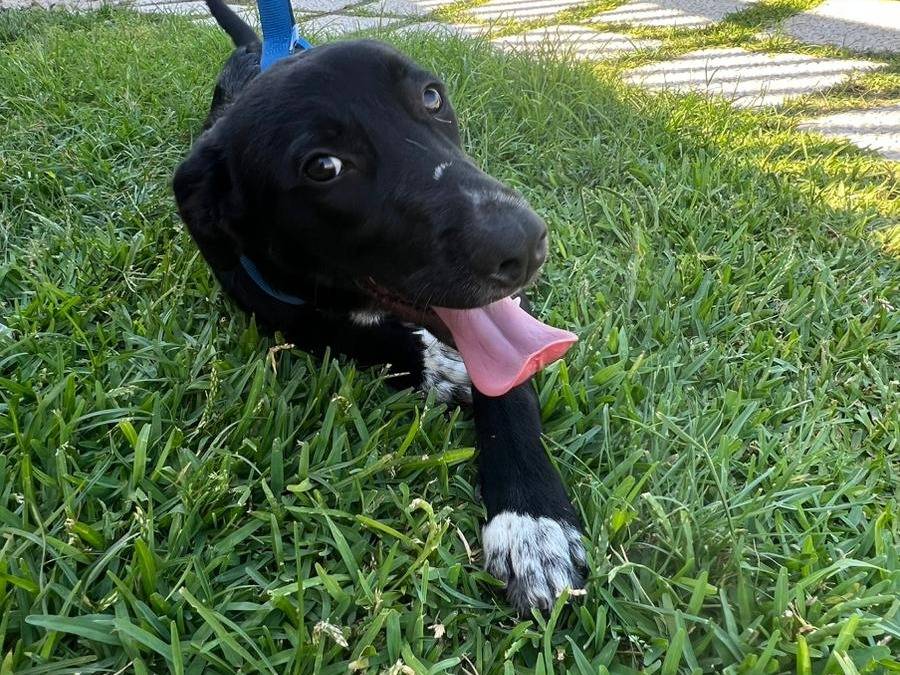 Vuoi adottare un cane a Milano?