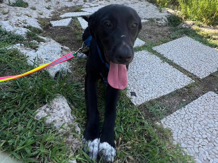 Adotta il cane PENNY a Milano