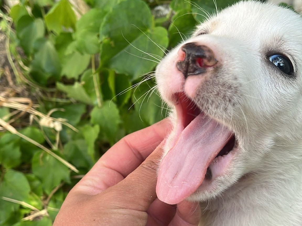 Adotta il cane Rocky  a Genova