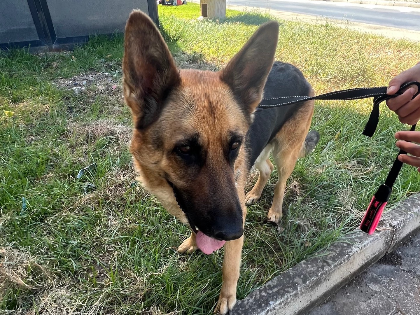 Adotta un cane, femmina, 5 anni e 4 mesi, Siracusa