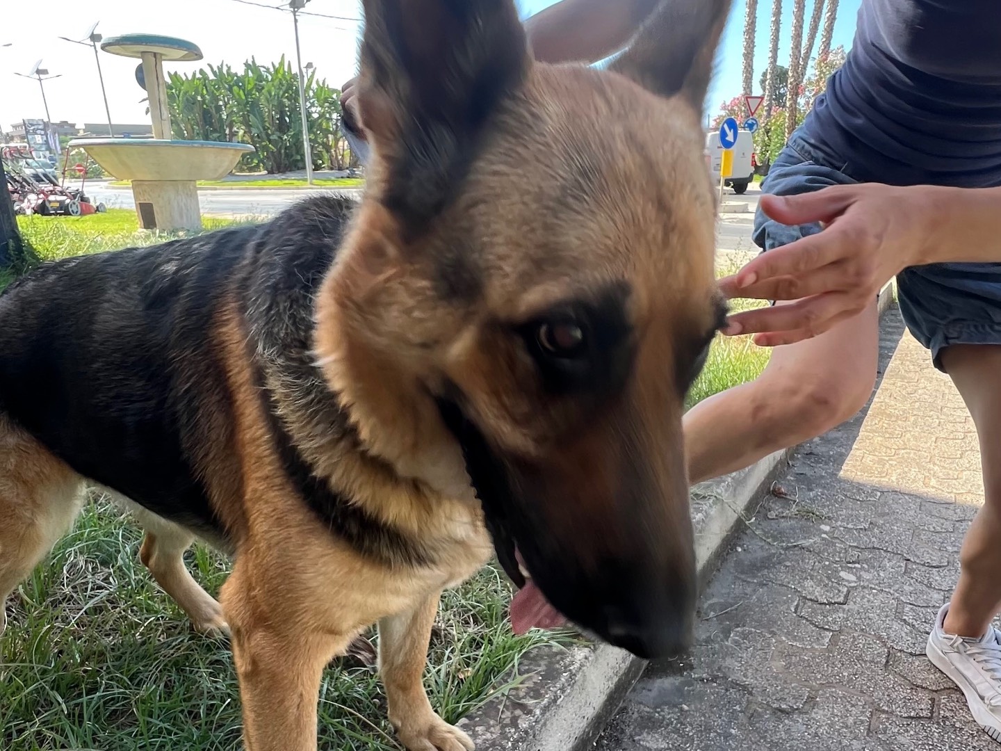 Vuoi adottare un cane a Siracusa?