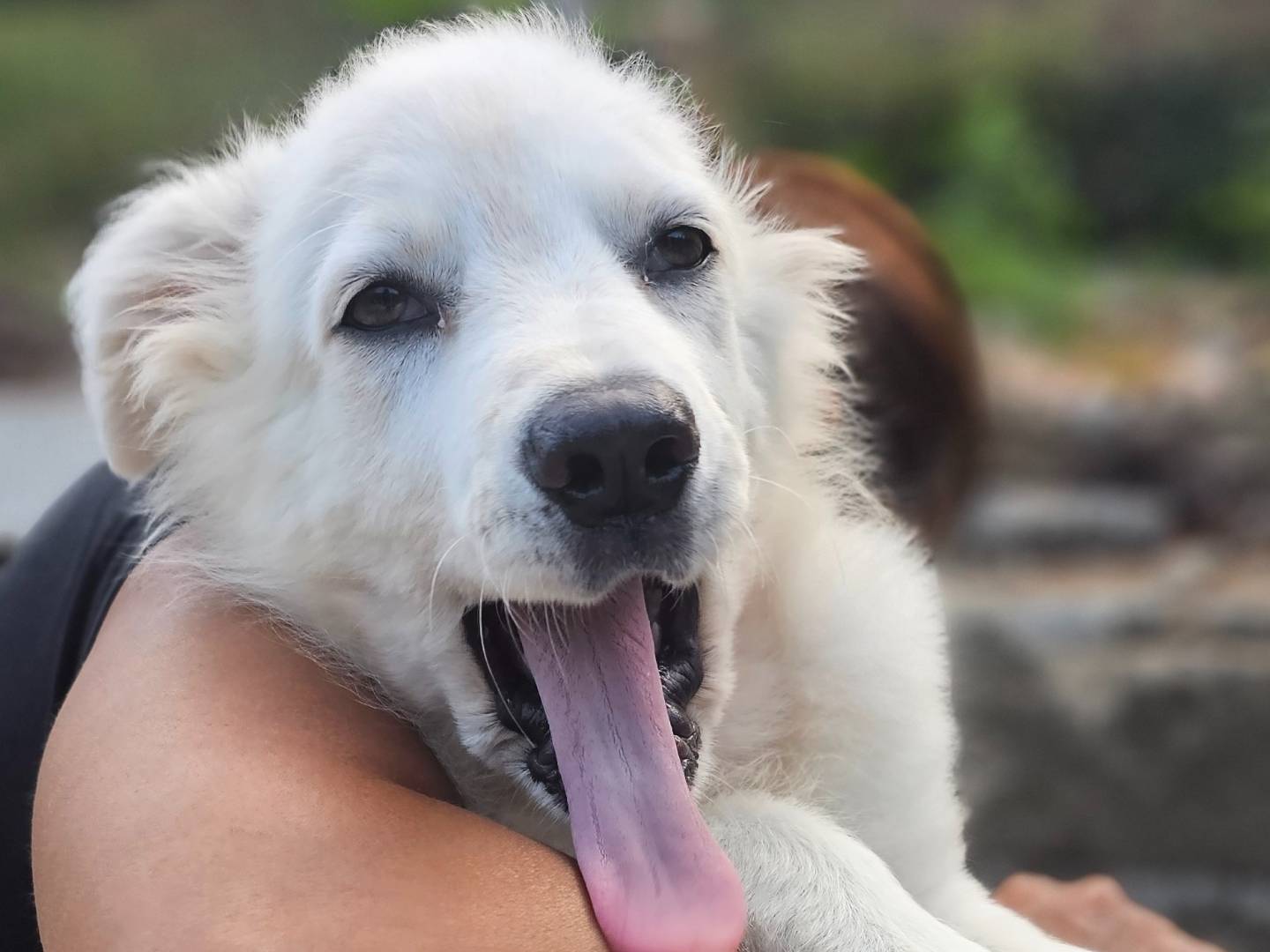 Vuoi adottare un cane a Avellino?