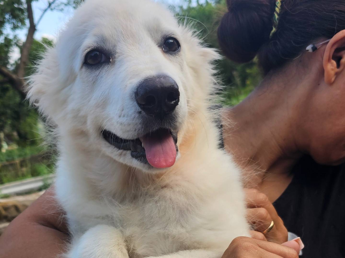 Adotta il cane Wendy a Avellino