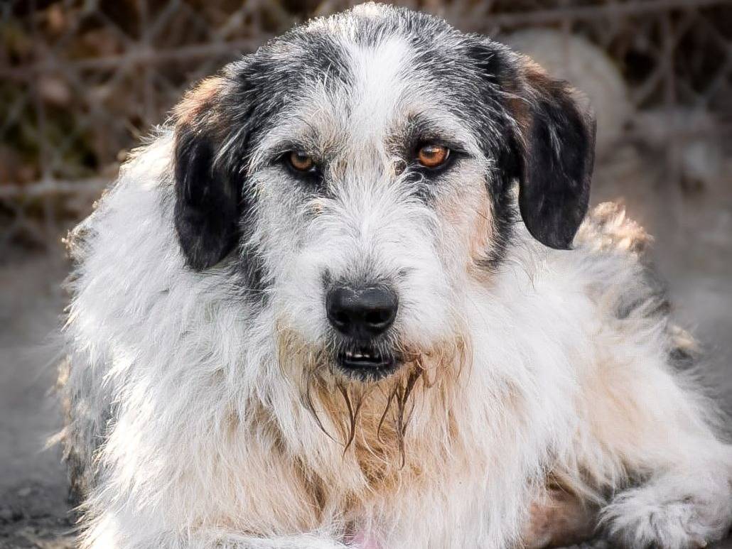 Adozione cane, maschio, Razza sconosciuta Razza sconosciuta, 3 anni e 6 mesi, taglia media, Crotone