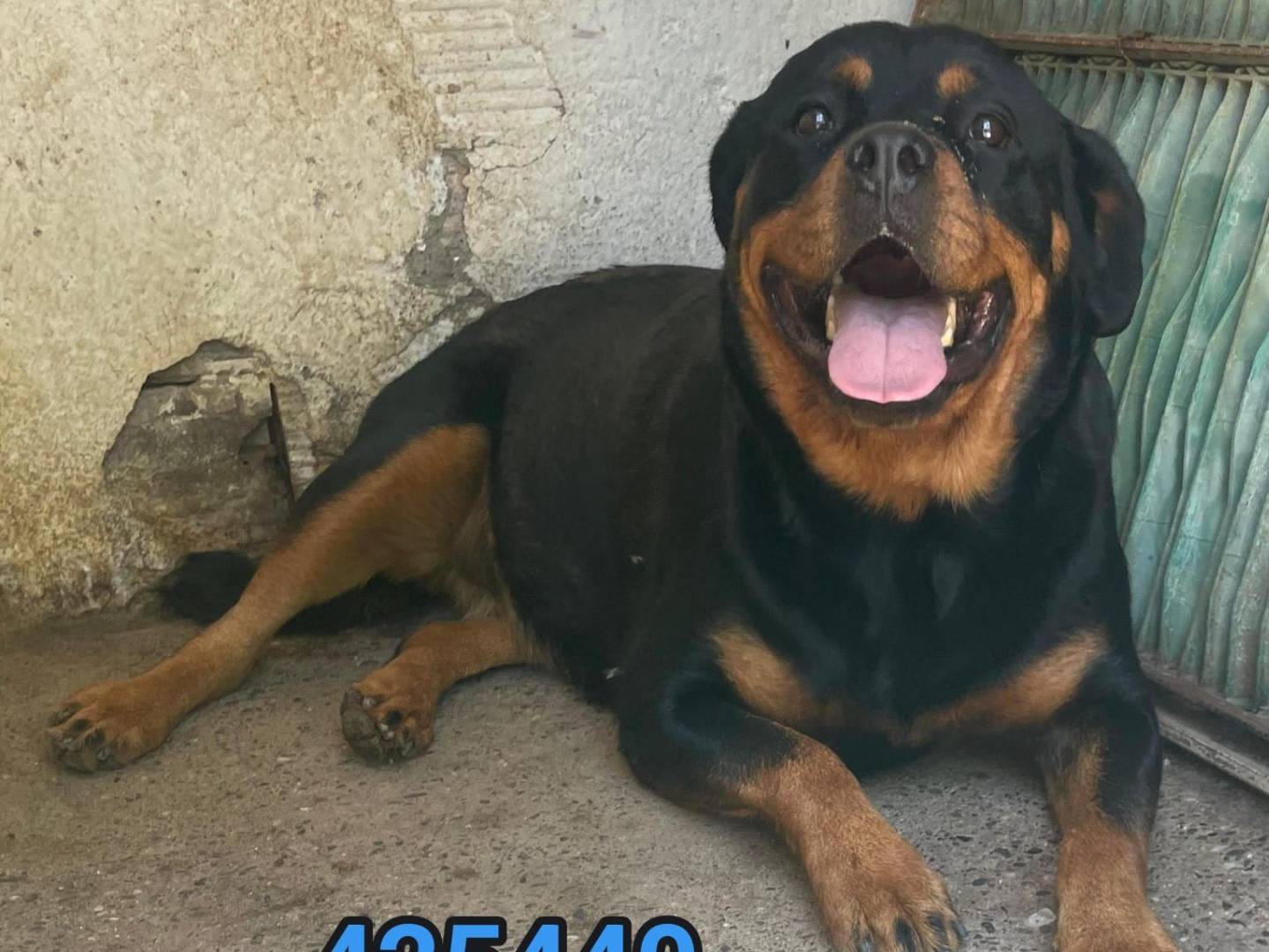Adozione cane, maschio, Rottweiler Razza sconosciuta, 5 anni, taglia grande, Crotone