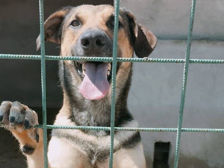 Adozione cane, femmina, Pastore tedesco Razza sconosciuta, 2 anni e 6 mesi, taglia media, Crotone