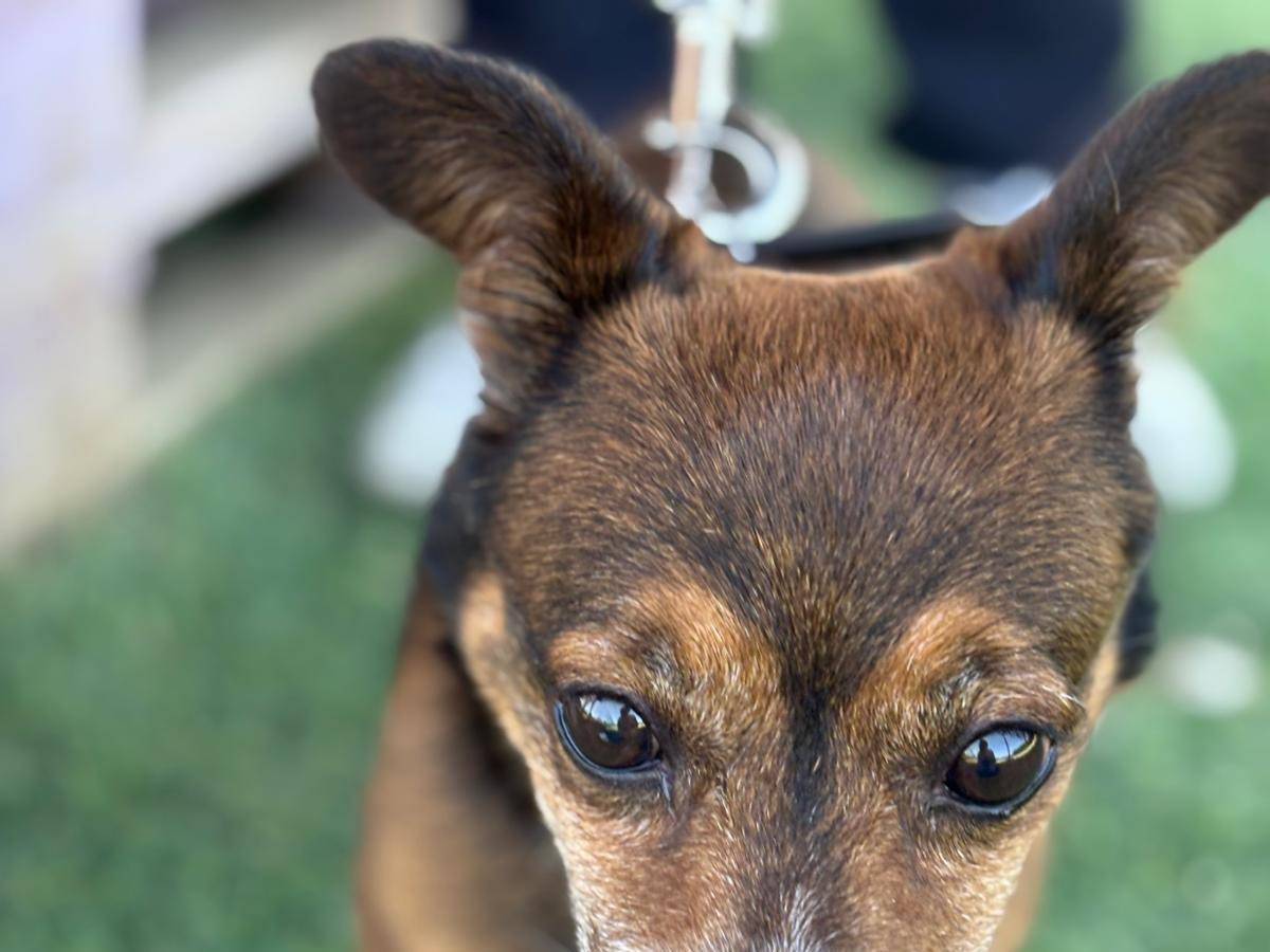 Vuoi adottare un cane a Pisa?