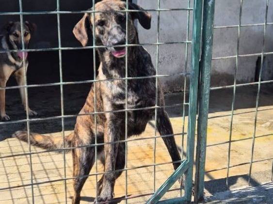 Adozione cane, femmina, Razza sconosciuta Razza sconosciuta, 2 anni e 6 mesi, taglia media, Crotone
