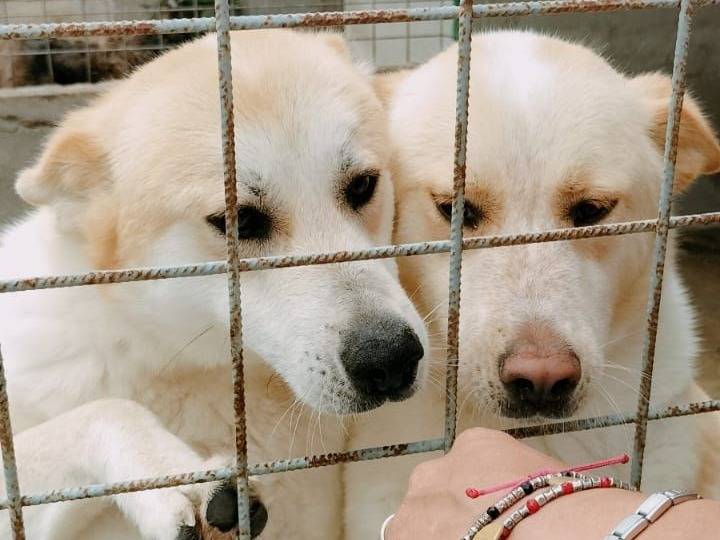 Adozione cane, femmina, Akita Razza sconosciuta, 2 anni e 1 mese, taglia media, Crotone