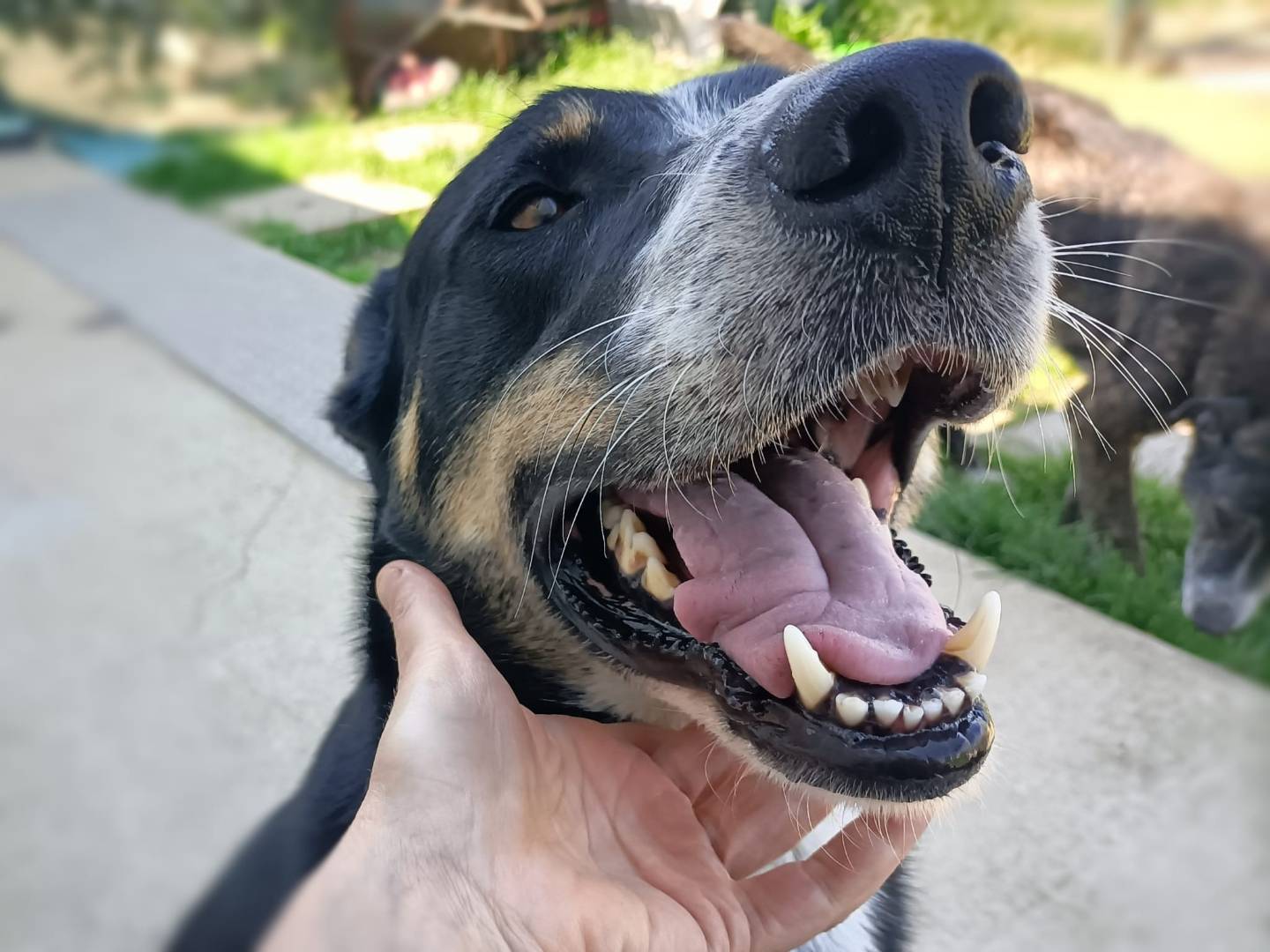 Vuoi adottare un cane a Milano?