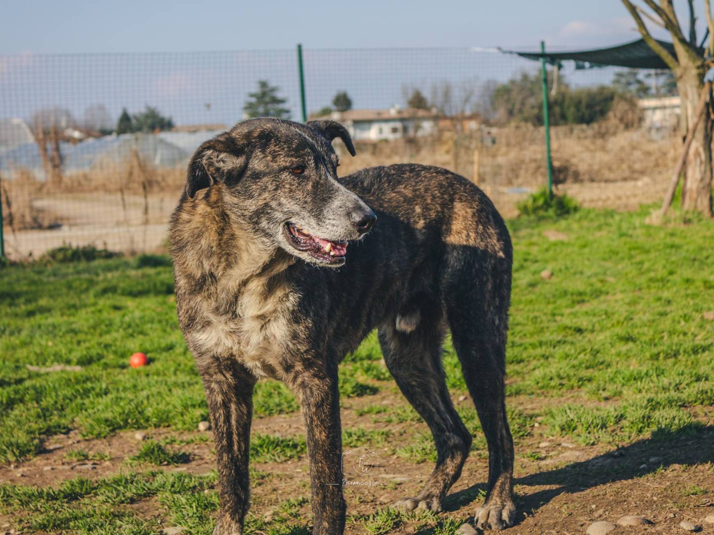 Adotta un cane, taglia media, maschio, Milano