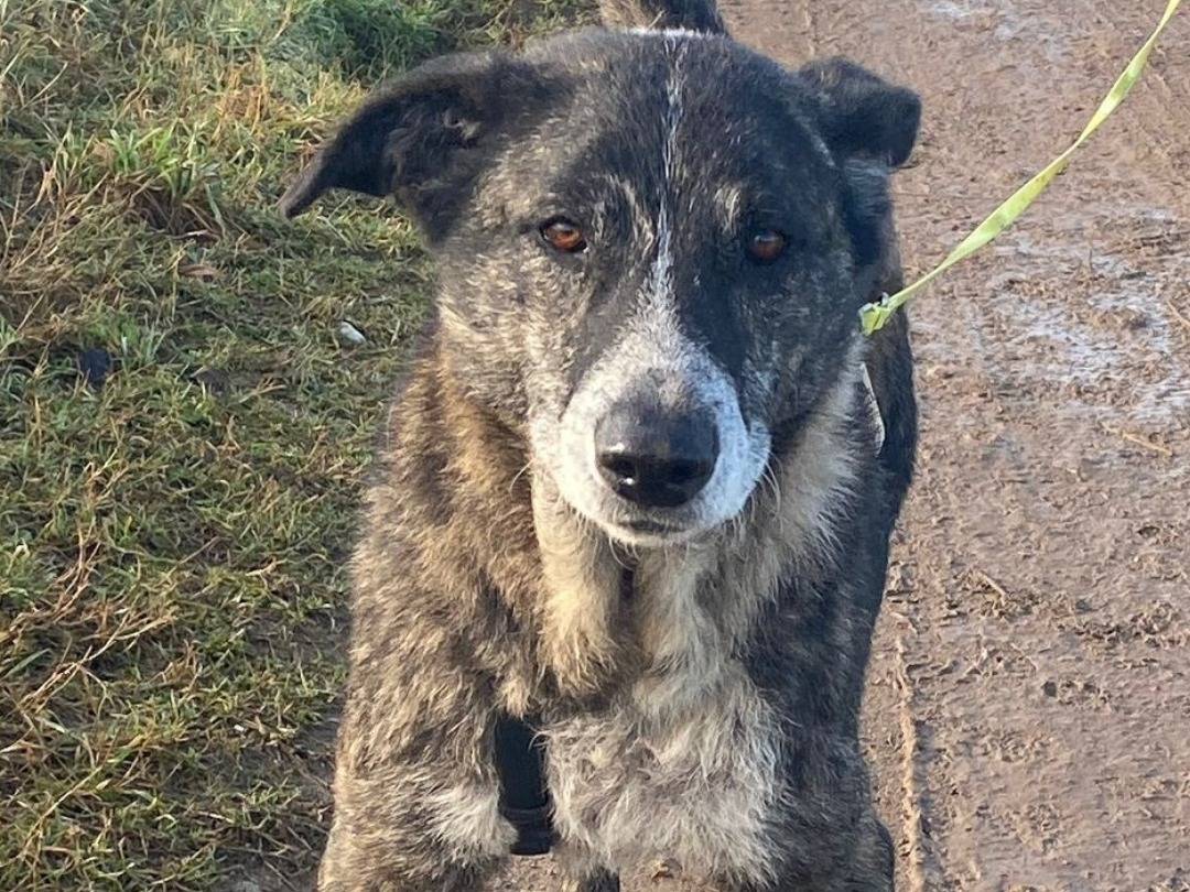 Adotta il cane Thor a Milano