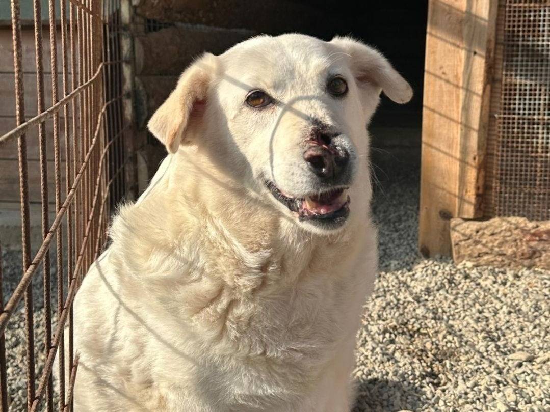 Adozione cane, femmina, Razza sconosciuta Razza sconosciuta, 8 anni e 1 mese, taglia media, Crotone