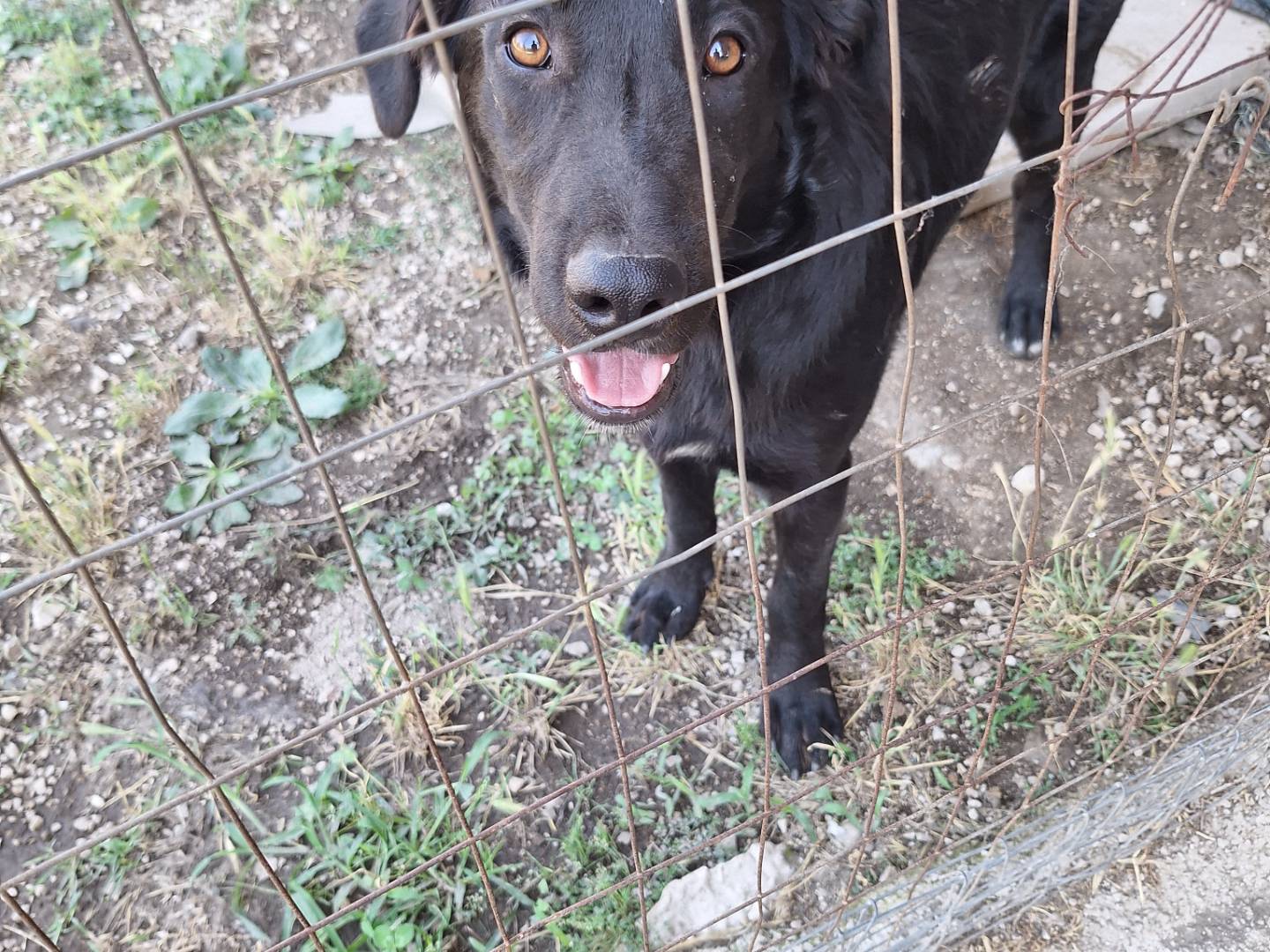 Adotta un cane, taglia grande, maschio, Napoli
