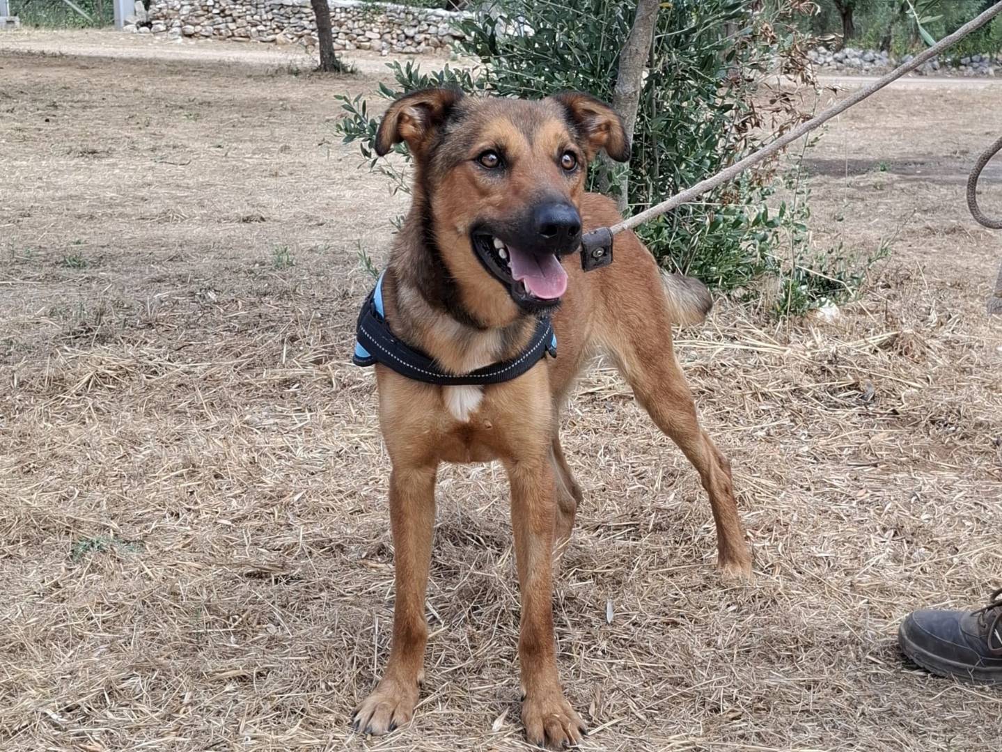 Adotta un cane, taglia media, maschio, Bari