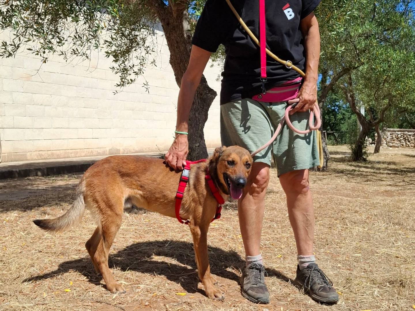 Vuoi adottare un cane a Bari?