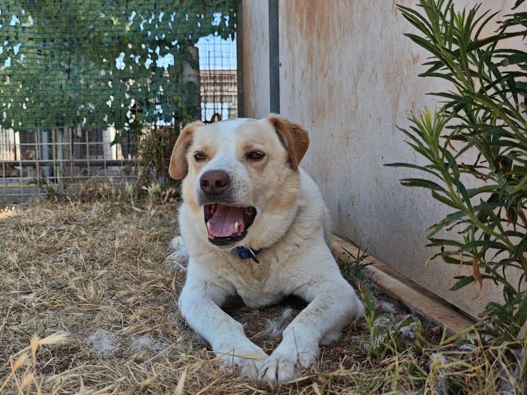 Vuoi adottare un cane a Bari?