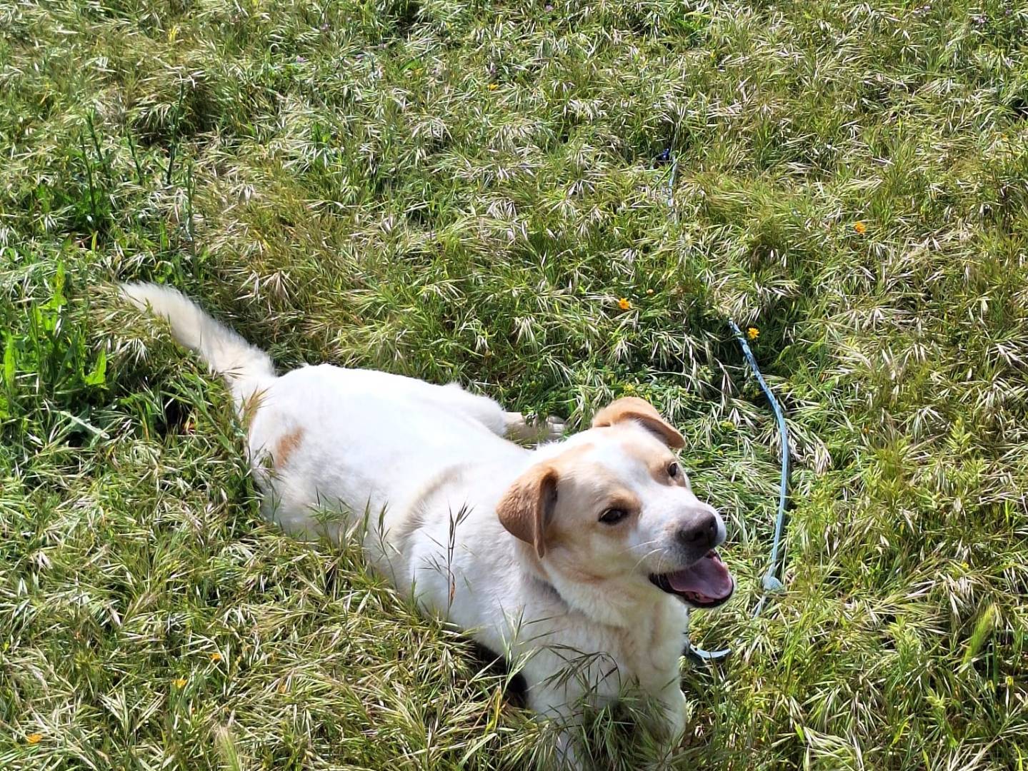 Adotta il cane Sumo a Bari
