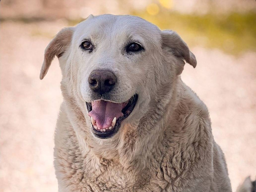 Adozione cane, maschio, Razza sconosciuta Razza sconosciuta, 7 anni e 1 mese, taglia gigante, Crotone