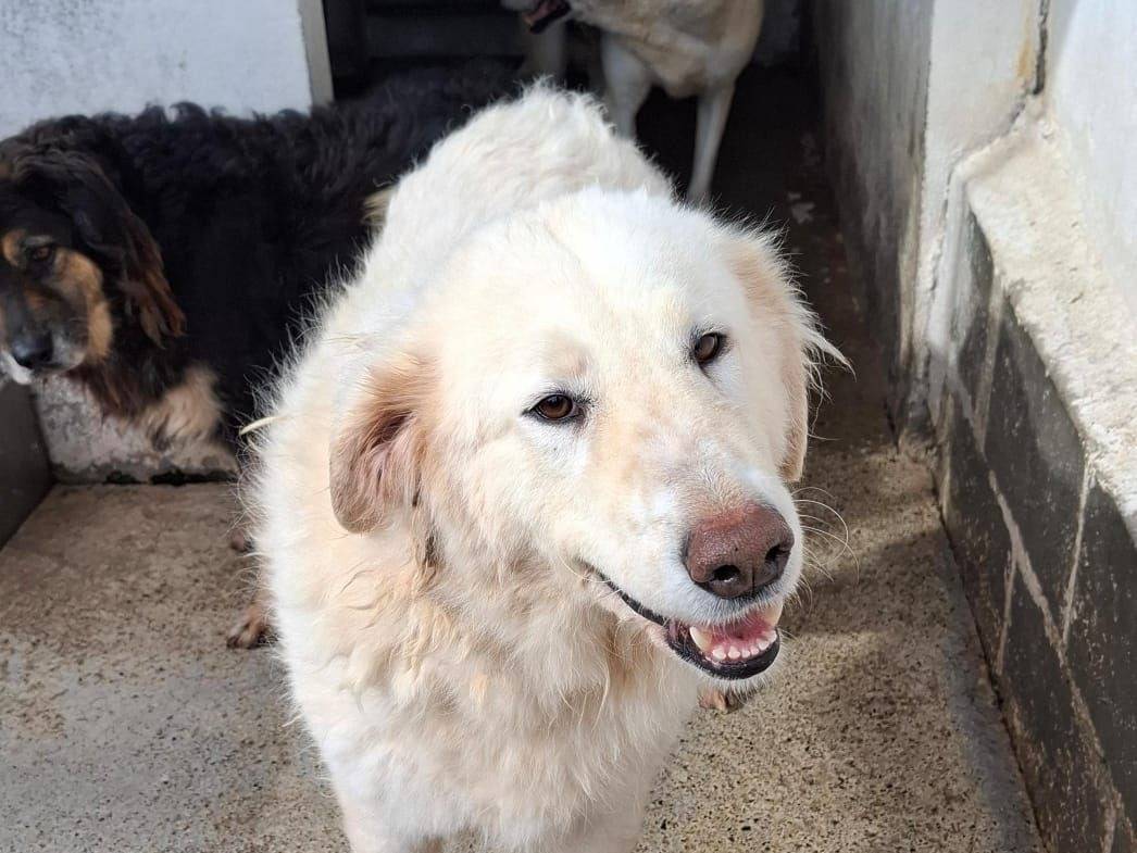 Adozione cane, femmina, Pastore maremmano Razza sconosciuta, 4 anni, taglia grande, Crotone