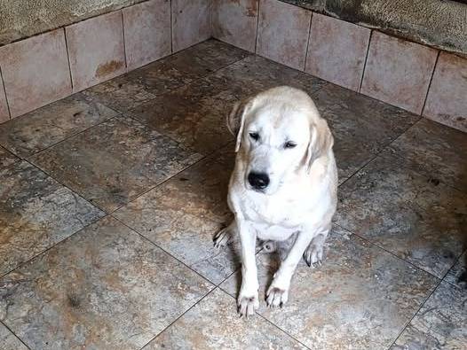 Adozione cane, maschio, Labrador Retriever Razza sconosciuta, 9 anni, taglia media, Crotone