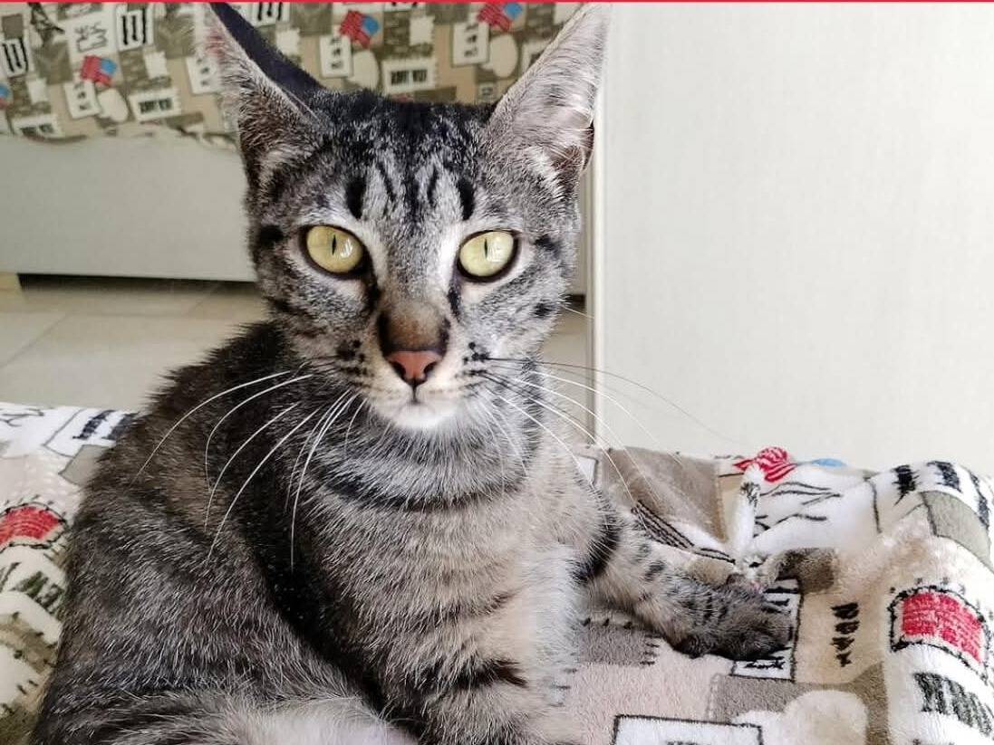 Adozione gatto, femmina, Razza sconosciuta Razza sconosciuta, 1 anno e 1 mese, taglia non valida, Torino