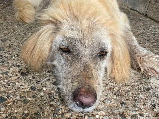 Foto 1 dell'animale