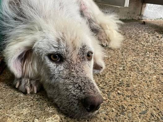 Adozione cane, femmina, Razza sconosciuta Razza sconosciuta, 4 anni, taglia media, Crotone