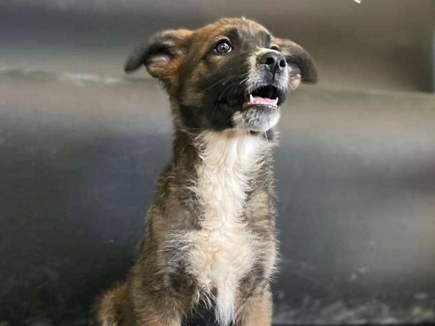 Adozione cane, femmina, Razza sconosciuta Razza sconosciuta, 3 mesi, taglia media, Treviso