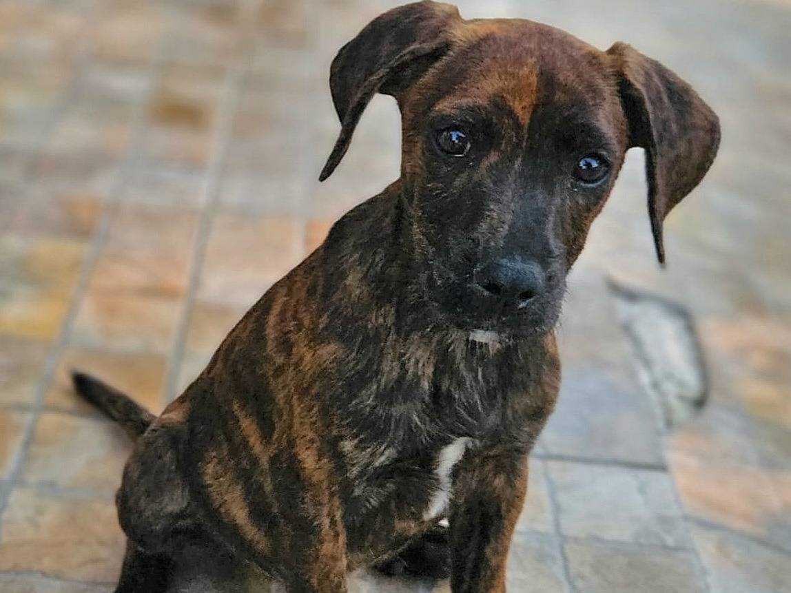 Adotta un cane, maschio, 1 mesi, Teramo