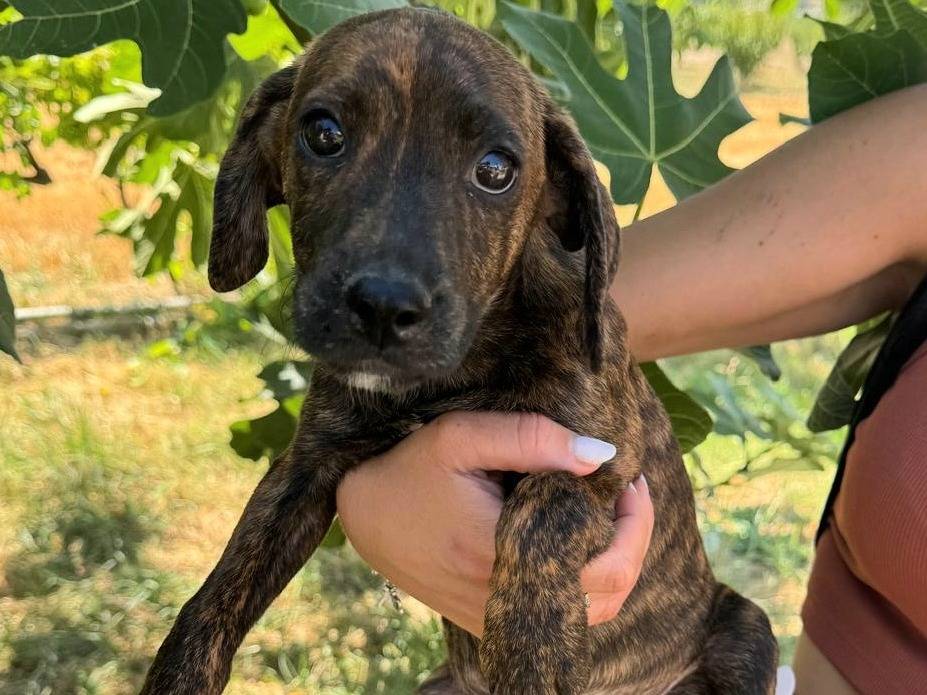 Adotta il cane Duplo a Teramo