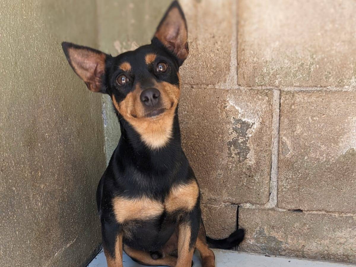 Adotta un cane, taglia piccola, maschio, Caserta