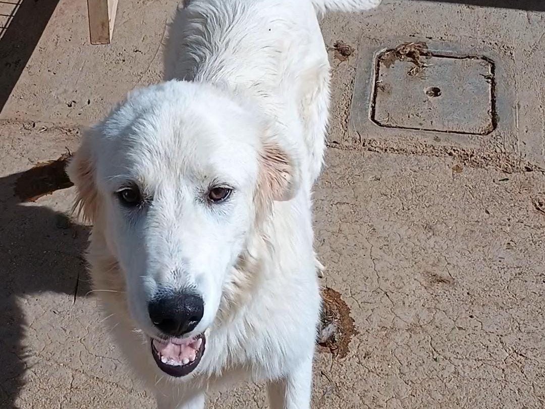 Adotta il cane Bella a Potenza
