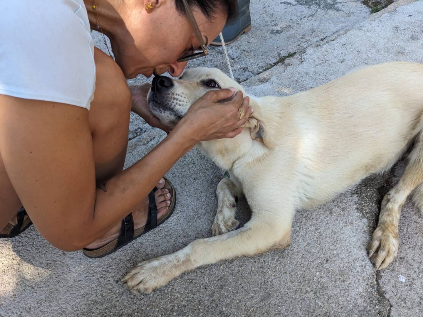 Vuoi adottare un cane a Caserta?