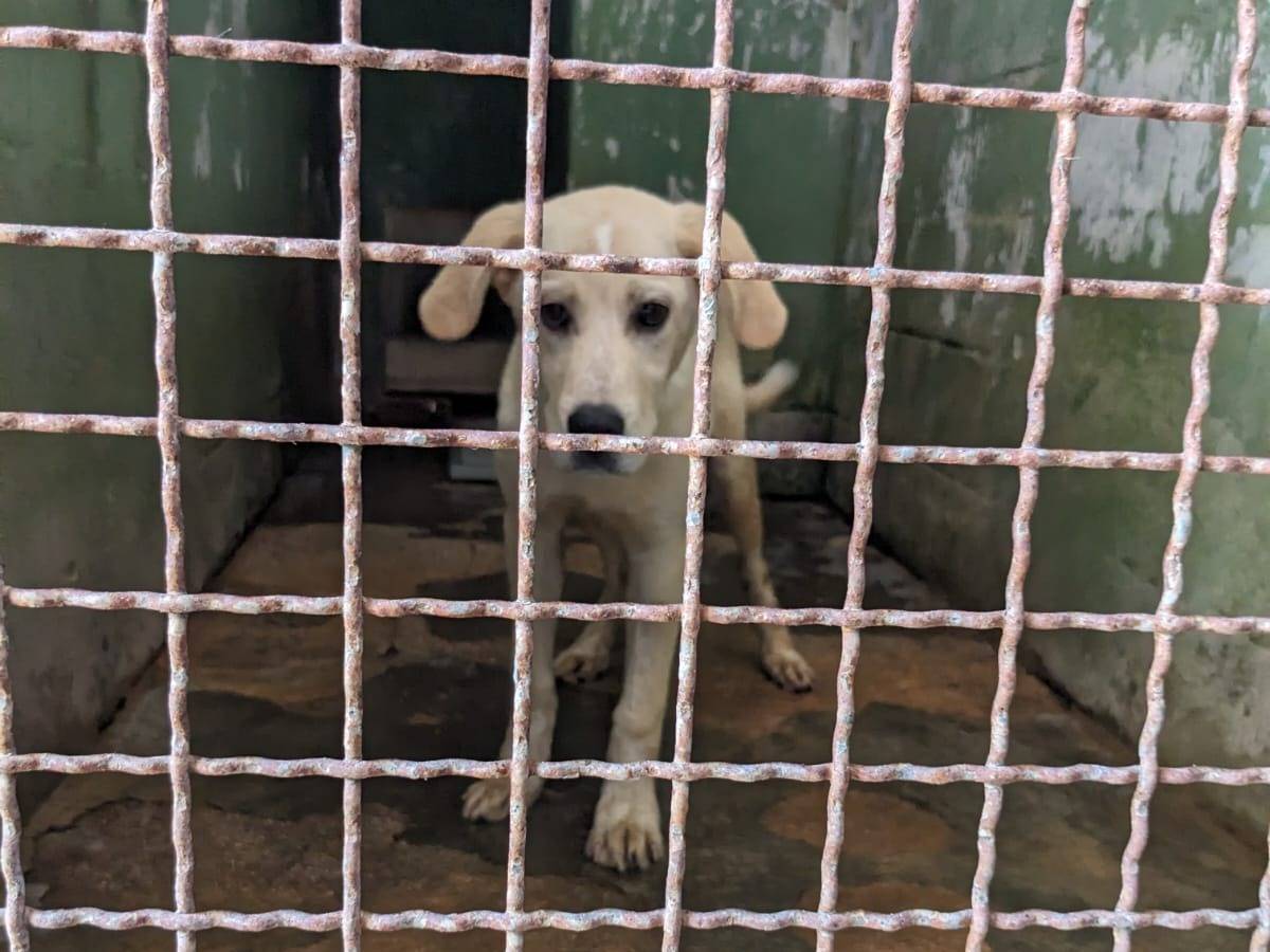 Adotta il cane CREMINO a Caserta