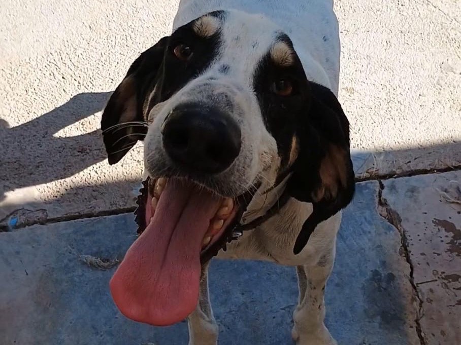 Adotta un cane, maschio, 7 anni e 4 mesi, Potenza