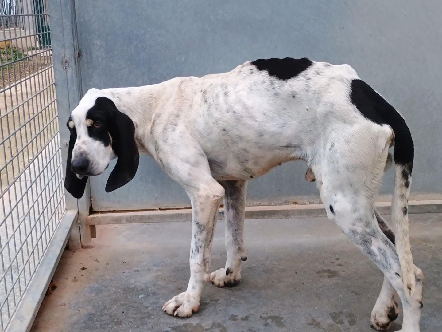 Adotta il cane Lollo a Potenza