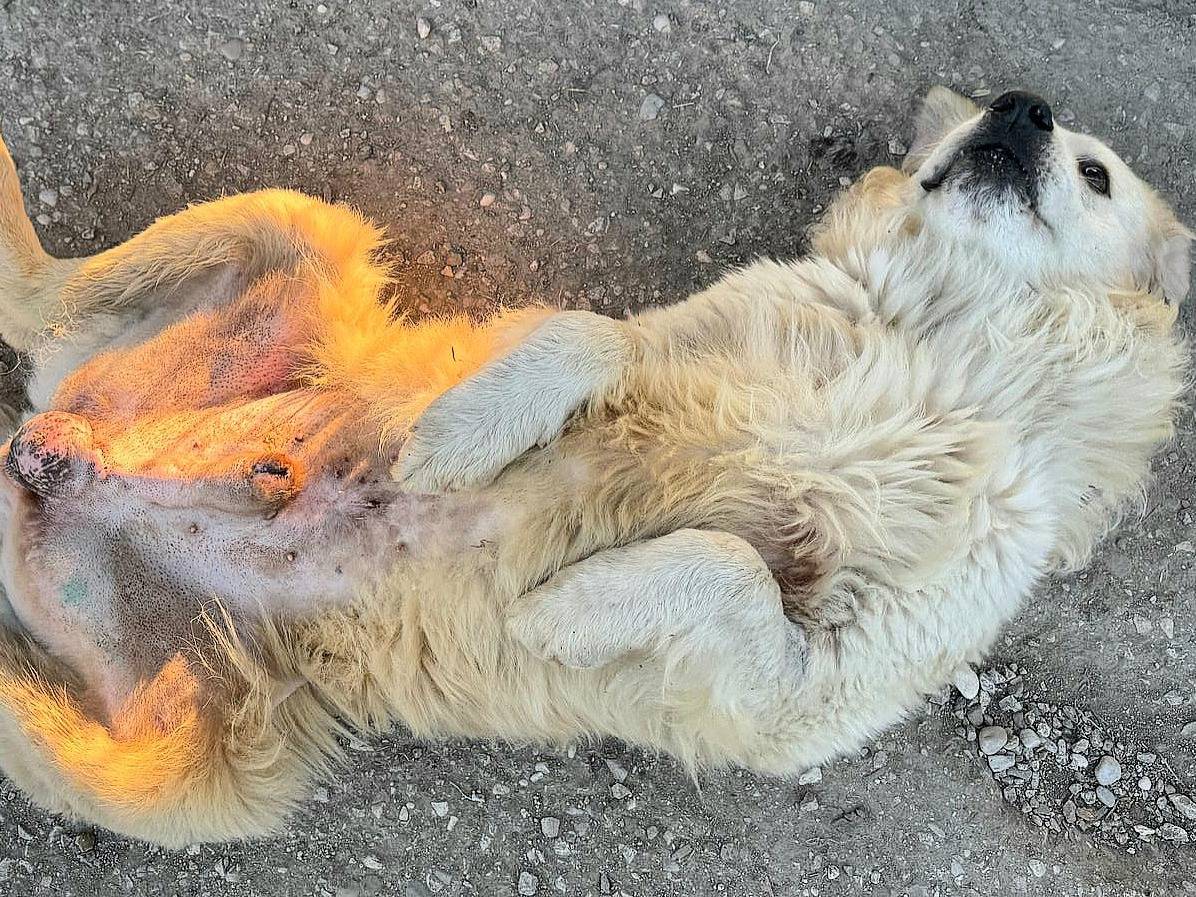 Adotta un cane, taglia gigante, maschio, Teramo