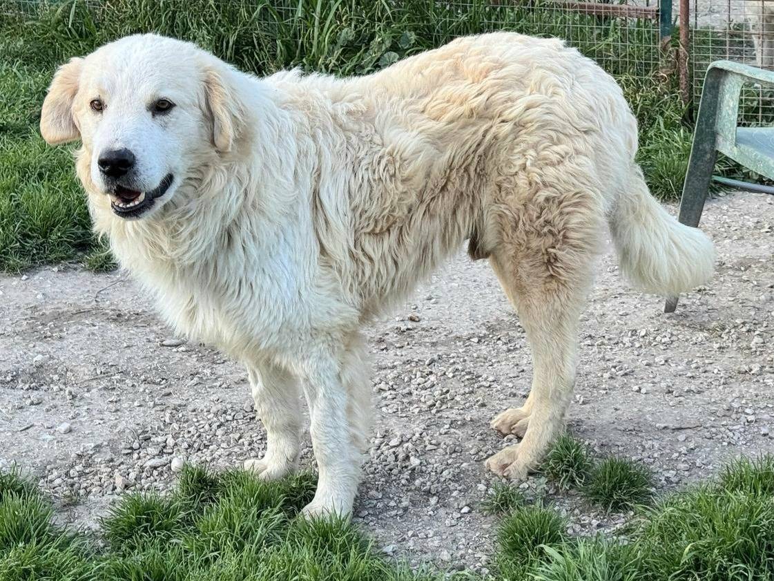 Vuoi adottare un cane a Teramo?