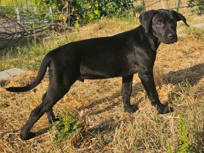 Adotta un cane, taglia media, maschio, Teramo