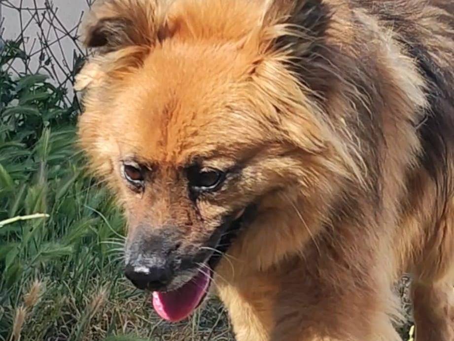 Vuoi adottare un cane a Bari?