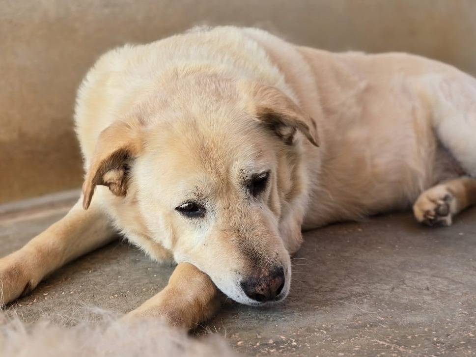 Adotta un cane, taglia grande, maschio, Bari