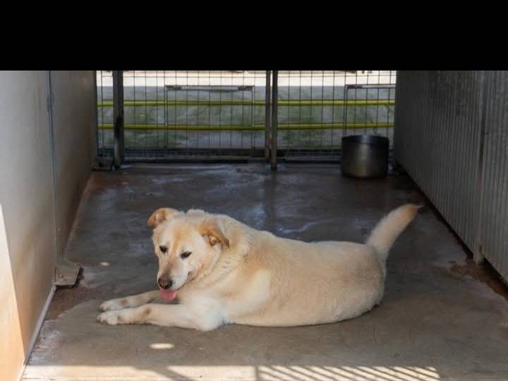 Vuoi adottare un cane a Bari?