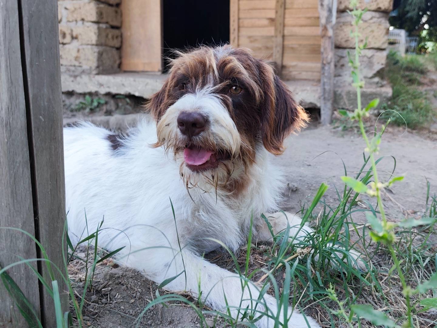 Adozione cane, femmina, Spinone Razza sconosciuta, 10 mesi, taglia media contenuta, Roma