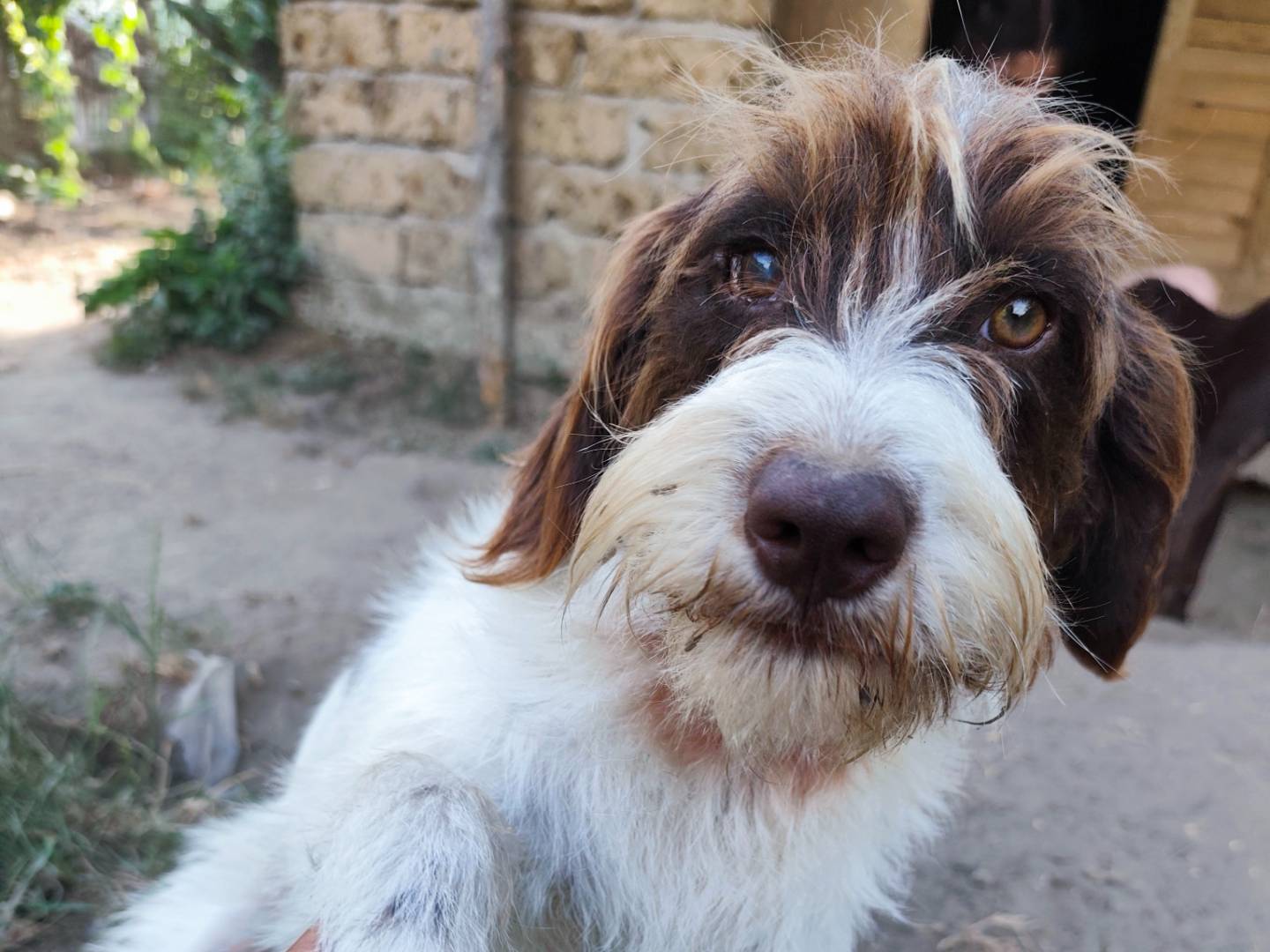 Adotta un cane, femmina, 10 mesi, Roma
