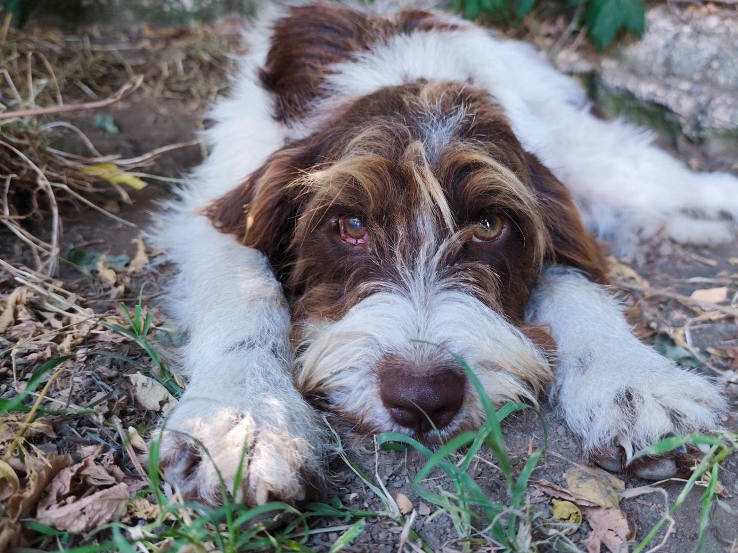 Adotta un cane, taglia media contenuta, femmina, Roma